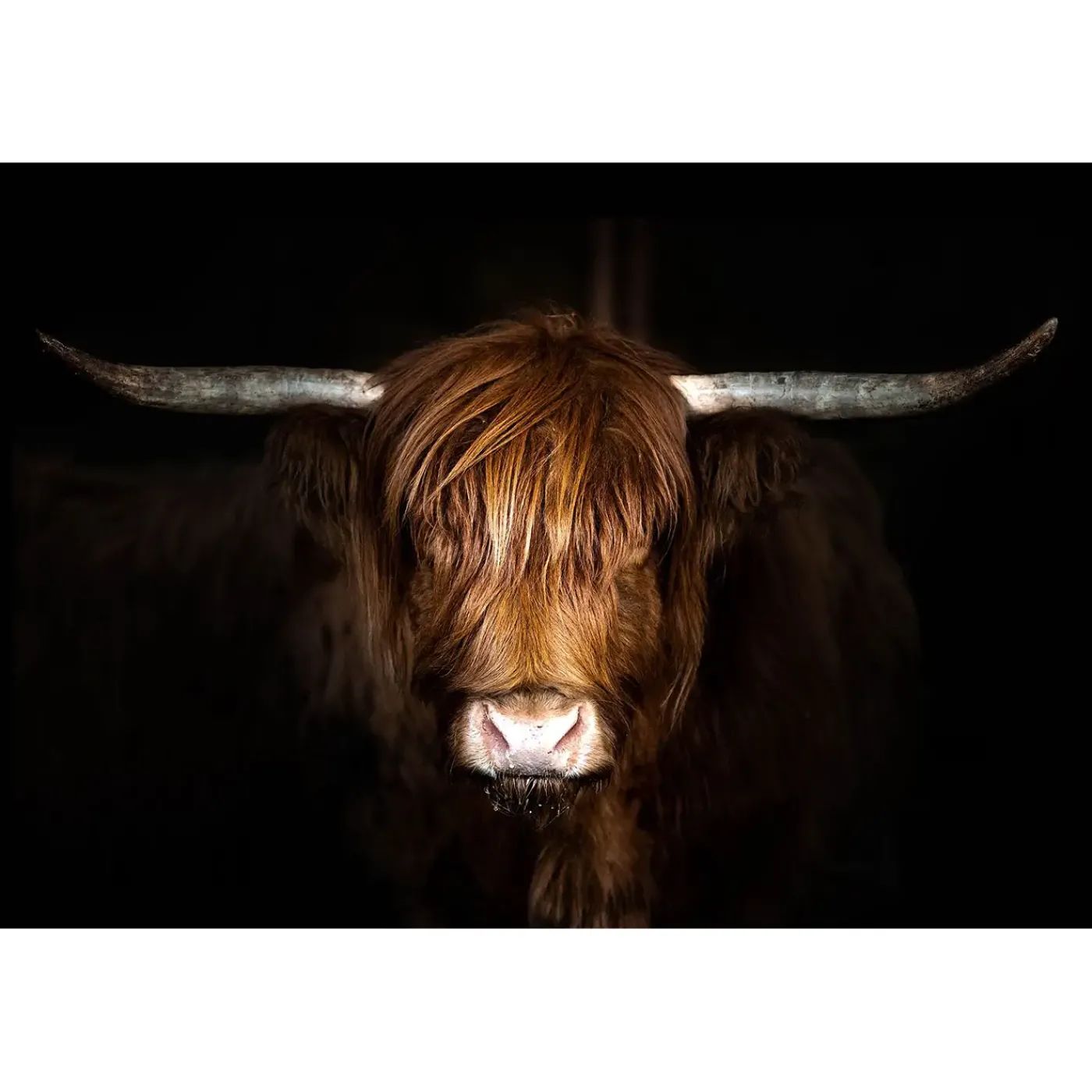 Best Hyland Cow Glass Wall Art Wall Art