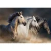 Hot Running Horses Glass Wall Art Wall Art